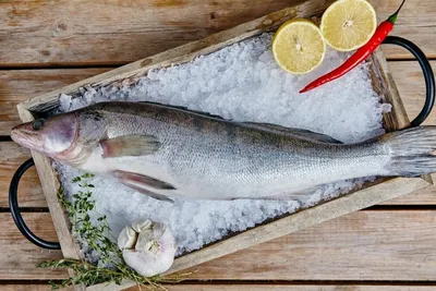 Рыба Лобань: как и где ловить, вкусные рецепты, польза и вред