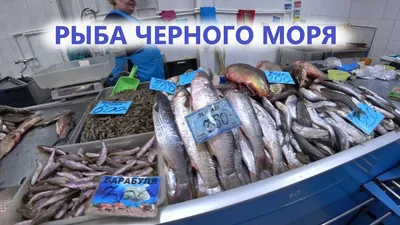 Обитатели Черного моря | фото и описание