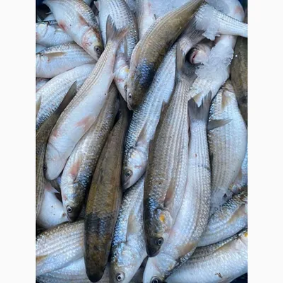 Почём рыба на крымском берегу в конце лета | Дневник отчаянных пенсионеров  | Дзен