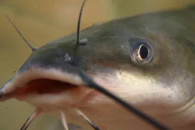 Два Лох Fyne Kippers — стоковые фотографии и другие картинки Loch Fyne -  Loch Fyne, Без людей, Вертикальный - iStock