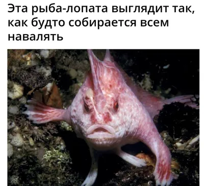 Лоцман - 🐠👄 Нетопырь короткорылый – рыба с красными... | Facebook