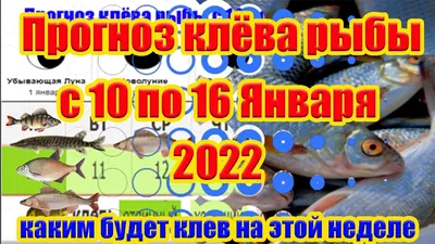 Посмотрите, как плавают обыкновенные луны-рыбы. Они выглядят необычно | РБК  Life