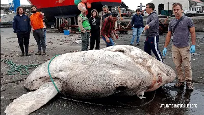 Рыбу с лицом человека и рыбачивших китов засняли у берегов Шикотана - KP.RU