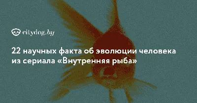 Рыбы (знак зодиака): характеристика, описание, особенности характера  мужчины, женщины и ребенка, совместимость