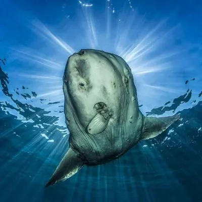 Большое плавание морского окуня с человеком в костюм цены, под водой.  Стоковое Изображение - изображение насчитывающей среда, рыболовство:  192898601
