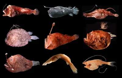 Рыба-луна - подробное описание рыбы, где обитает, чем питается