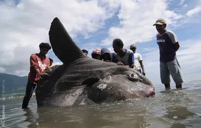 Самой большой костной рыбой на сегодняшний день считается луна-рыба (Mola  mola). : r/Pikabu