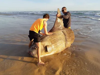 Обои Рыба луна (mola mola) Животные Рыбы, обои для рабочего стола,  фотографии рыба луна , mola mola, животные, рыбы, рыба, луна, mola Обои для  рабочего стола, скачать обои картинки заставки на рабочий