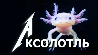 Аксолотль: фото, содержание, сколько стоит, где купить, чем кормить и  сколько живет в домашних условиях