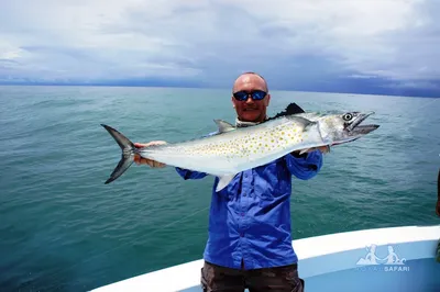 Флорида » Макрель тихоокеанская (Mackerel, Pacific sierra,  Scomberomorussierra)