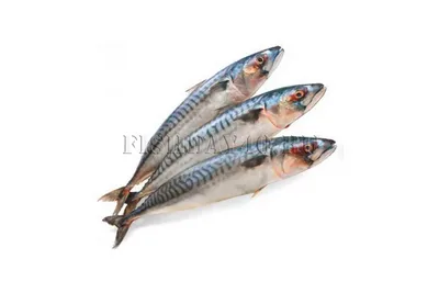 Флорида » Макрель тихоокеанская (Mackerel, Pacific sierra,  Scomberomorussierra)