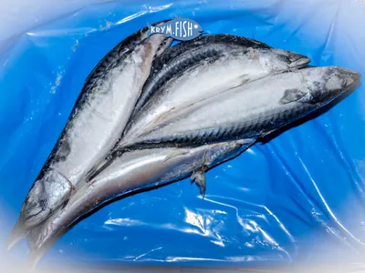 Скумбрия – самая лучшая рыба на свете - Блог Goodfish.BY