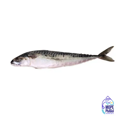 Рыба макрель консерва (ID#1297588500), цена: 155 ₴, купить на Prom.ua