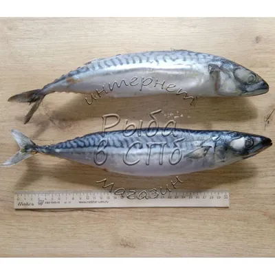 Mackerel WR, 300-500, block, 1/20kg