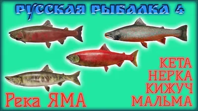 Песнь о спиннинге: мальма моя - голец.