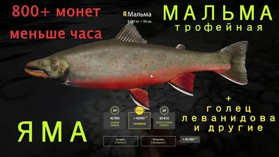 bulatoviaroslav - Красивая рыбка . #yamame #iwana #cherrysalmon  #salmonriver #salmonfishing #fishinglife #fishinglures #trout #troutfishing  #troutbum #trouthunting #wildtrout #tigertrout #troutlures #laketrout  #nativetrout #russia #пеструшка #ленок ...