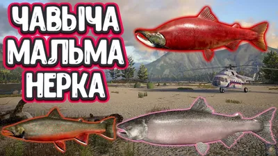 Мальма - М - Реальная русская рыбалка на 1505 рыб - World of Fishers