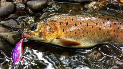 Нейва (Salvelinus neiva) | РУССКИЙ ЛОСОСЬ РУССКИЙ ЛОСОСЬ