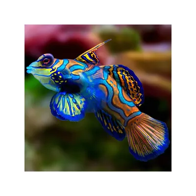 Рыба Мандаринка самая красивая рыба …» — создано в Шедевруме