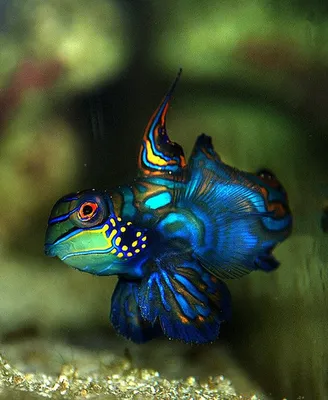 Мандаринка - яркая рыбка из океана!» — создано в Шедевруме