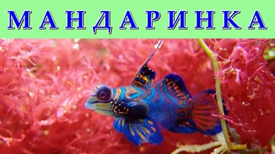 MosCorals - Мандаринка глазчатая (красная) /Synchiropus ocellatus  (Neosynchiropus ocellatus)