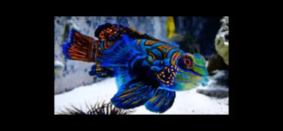 Рыба Мандаринка Драгонет Гельмута …» — создано в Шедевруме