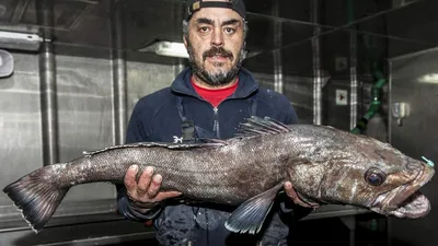 Стейки масляной (Эсколар) с/м купить по выгодным ценам в Киеве, заказать  Рыба столовых сортов онлайн в интернет магазине морепродуктов ribka.ua