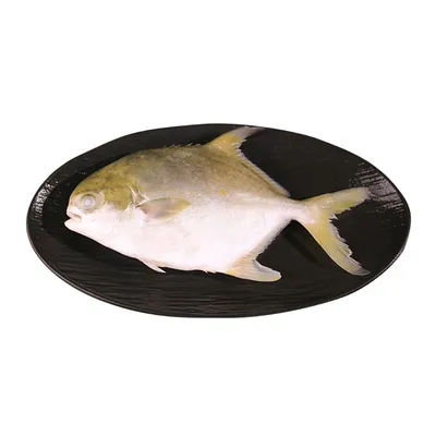 Самая жирная рыба: сериолелла | Бесплатные | НОВОСТИ КОМПАНИЙ — FishNet.ru