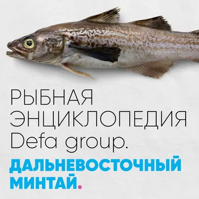 Филе минтая | Компания «Magnit Fish»