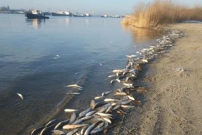 Сколько рыбы ловят в Беларуси на один крючок