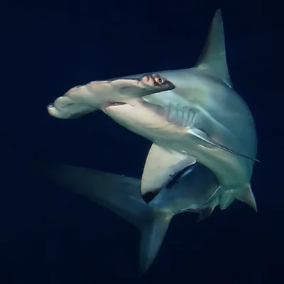 Флорида » Гигантская акула-молот (Great hammerhead shark, Sphyrnamokarran)