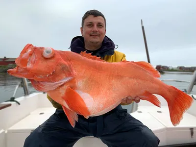 Морской окунь (Sebastes marinus) - sharkseafoods.com