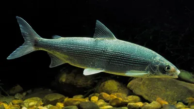 Муксун свежемороженый 700-900 гр купить в Москве по цене 0 руб. – FROST FISH