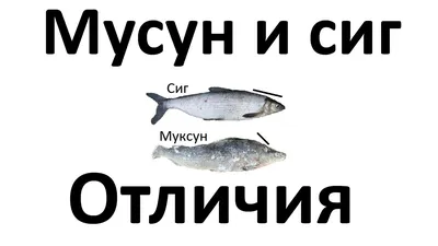 Муксун свежемороженый подледного вылова от 1700₽ за 1 кг | купить по цене  от Азбука Севера