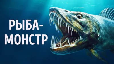 Мореодор. Профессионалы на рыбном рынке - Монстр северных глубин Если бы  все рыбы продавались в магазинах целиком, прилавки напоминали бы съёмочные  павильоны фильмов ужасов. Взять хотя бы зубаток, крупных хищных рыб с