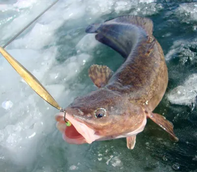 Рыба налим: что за рыба, где обитает, виды и описание - Frost-Fish