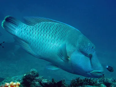 Рыба-Наполеон, или губан Маори | Underwater world, Fish pet, Pets