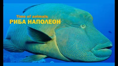 Рыбы Красного моря - Cheilinus undulatus — Рыба-Наполеон — Napoleon wrasse  http://redseafoto.ru/cheilinus-undulatus-ryba-napoleon-napoleon-wrasse/ |  Facebook