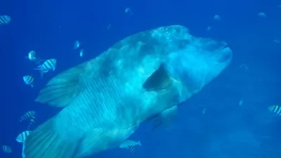 Humphead Губан (Cheilinus Undulatus), Также Известный Как Рыба Наполеон.  Фотография, картинки, изображения и сток-фотография без роялти. Image  66391109