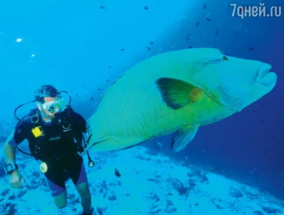 Наполеон Рыба, Humphead Губан (Cheilinus Undulatus) В Ocean Blue, Мальдивы  Фотография, картинки, изображения и сток-фотография без роялти. Image  66471467