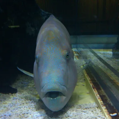 Humphead Губан (Cheilinus Undulatus), Также Известный Как Рыба Наполеон.  Фотография, картинки, изображения и сток-фотография без роялти. Image  72159370