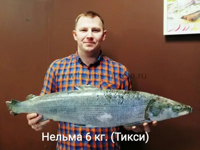 Нельма свежемороженая - Fishminsk