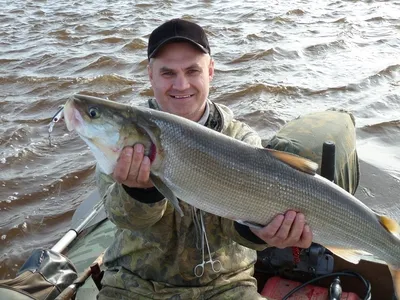 Azbuka Severa - 🐟Нельма - дикая Царская рыба, нельма не подвержена никакой  заразе. Потрясающий вкус этой белорыбицы не оставит Вас равнодушным😊  🐟Муксун - настоящий северный дикий деликатес который невозможно испортить  при приготовлении.