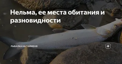 Нельма свежемороженная (1-2 кг) - 1 300,00 ₽ (кг) купить с доставкой в  Seafood Обнинск. Рыба и морепродукты.