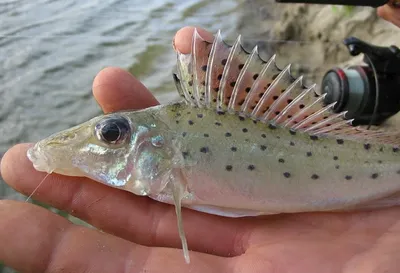 Ерш-носарь (Gymnocephalus acerina) | FishingBY.com