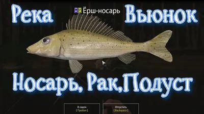 Ерш Носарь Gymnocephalus acerinus - Аквафорум - форум аквариумистов и  террариумистов