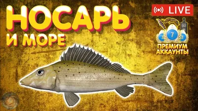 Ёрш-носарь - Е - Реальная русская рыбалка на 1505 рыб - World of Fishers