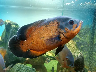 Астронотус-оскар красный (Astronotus ocellatus var.) | Aquarium-Style