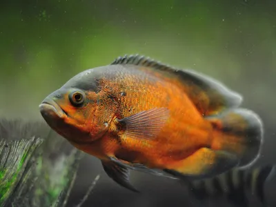 Астронотус красный Оскар Astronotus ocellatus / Цихлиды / Аквариумные рыбки  / КАТАЛОГ ТОВАРОВ / Аквадом - зоомагазин