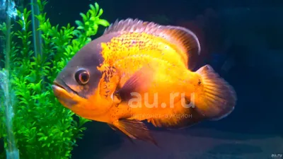 Астронотус, астронотус-оскар или павлиний глаз (Astronotus ocellatus) |  Цихлиды | Аквариумные рыбки | Каталог :: rusaqa.ru